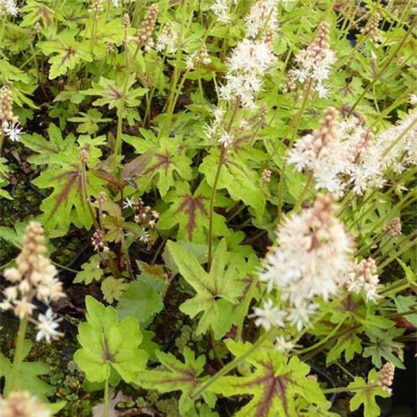 Tiarella cordifolia Mint Chocolate (Folhagem)