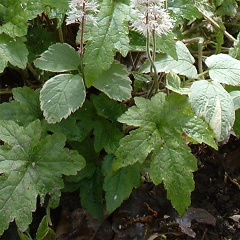 Tiarella cordifolia Pink Brushes (Folhagem)