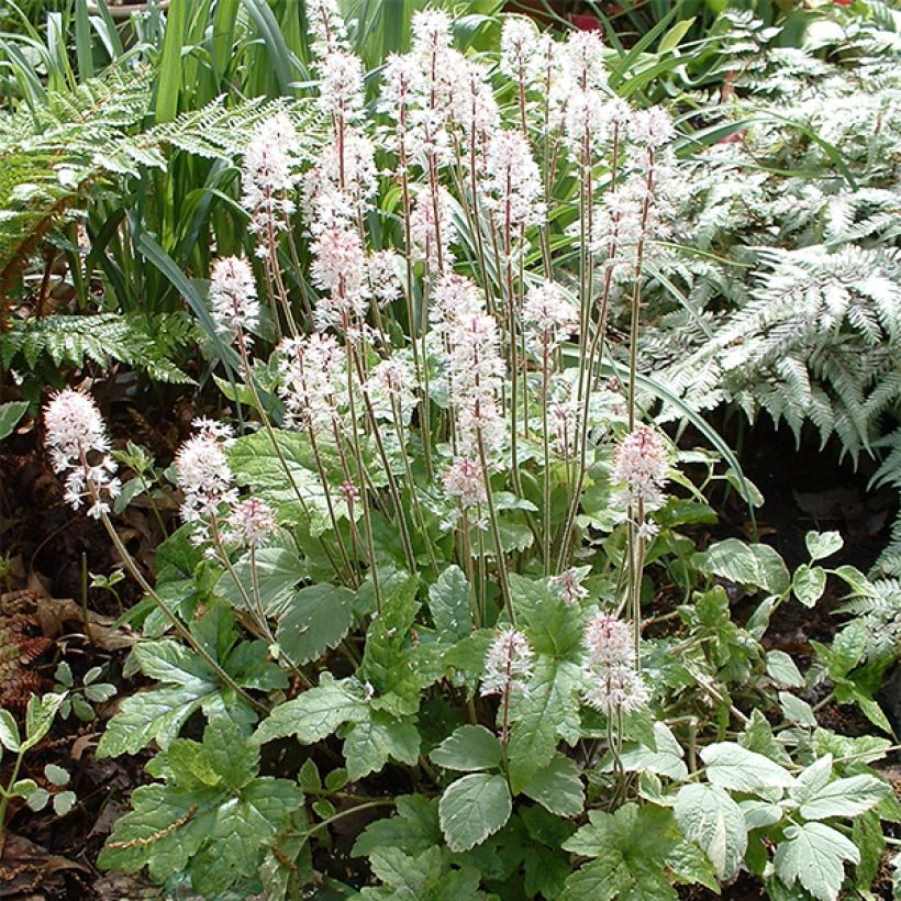 Tiarella cordifolia Pink Brushes (Hábito)