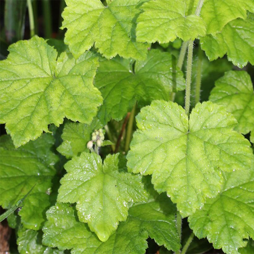 Tiarella polyphylla (Folhagem)