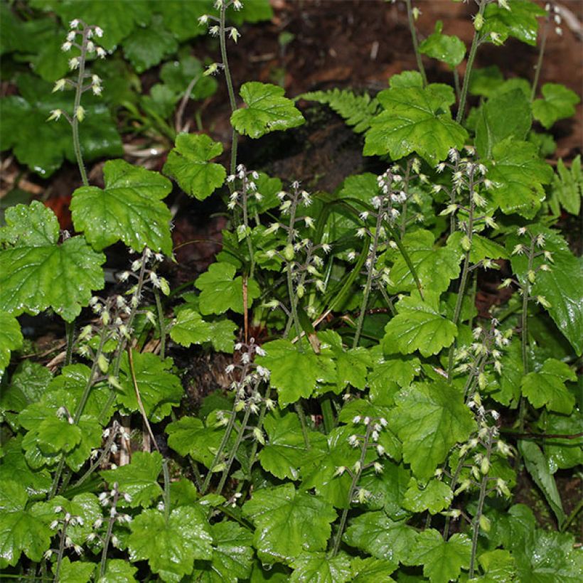 Tiarella polyphylla (Floração)