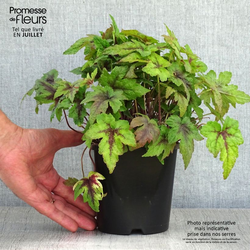Amostra de Tiarella Sugar and Spice Vaso de 2 L/3 L tal como entregue no verão