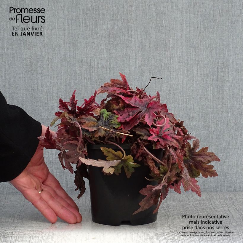 Amostra de Tiarella Sugar and Spice Vaso de 2 L/3 L tal como entregue no inverno