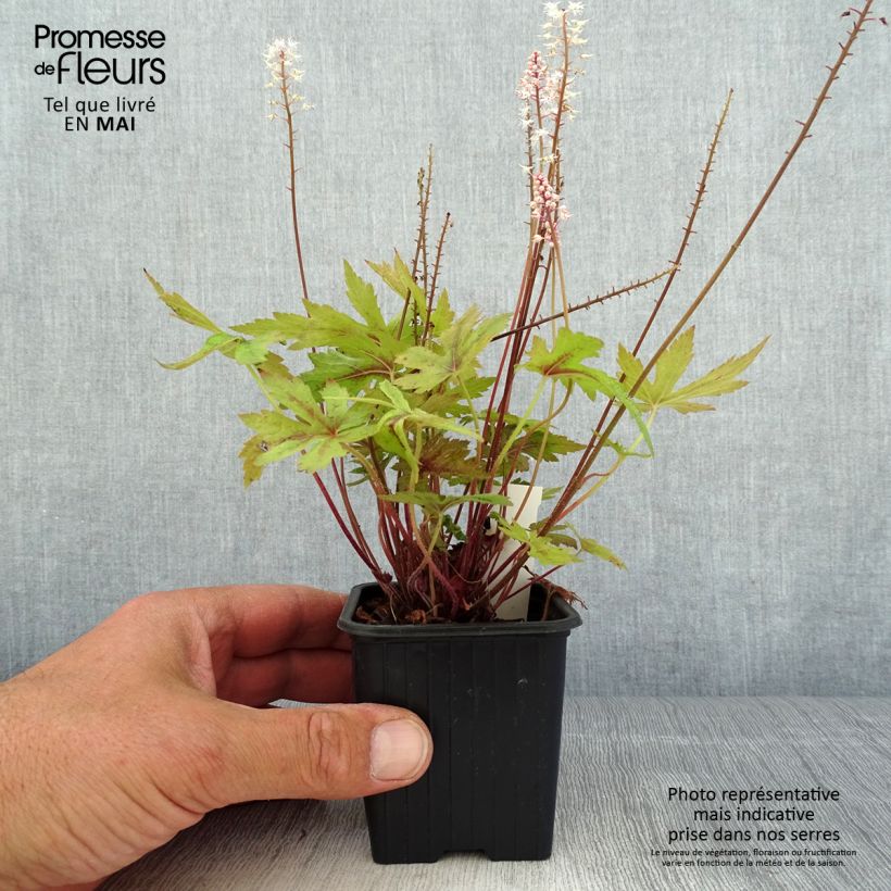 Amostra de Tiarella Morning Star Vaso de 8/9 cm tal como entregue na primavera