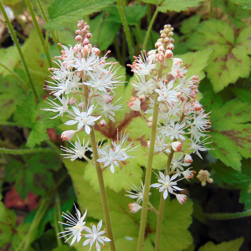 Tiarella Running Tiger (Floração)