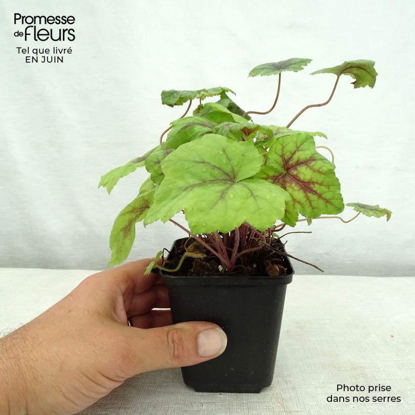 Amostra de Tiarella Running Tiger Vaso de 8/9 cm tal como entregue no verão