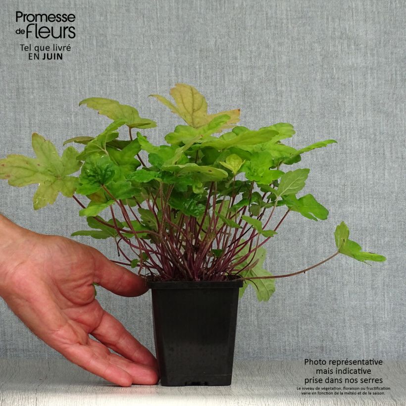 Amostra de Tiarella Spring Symphony Vaso de 8/9 cm tal como entregue no verão