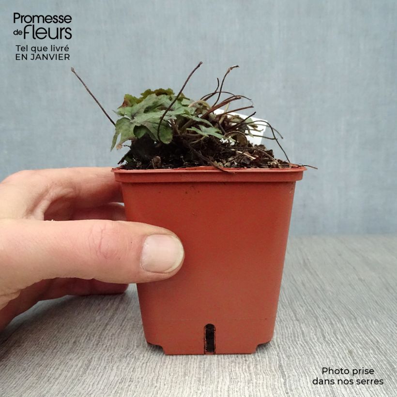 Amostra de Tiarella Spring Symphony Vaso de 8/9 cm tal como entregue no inverno