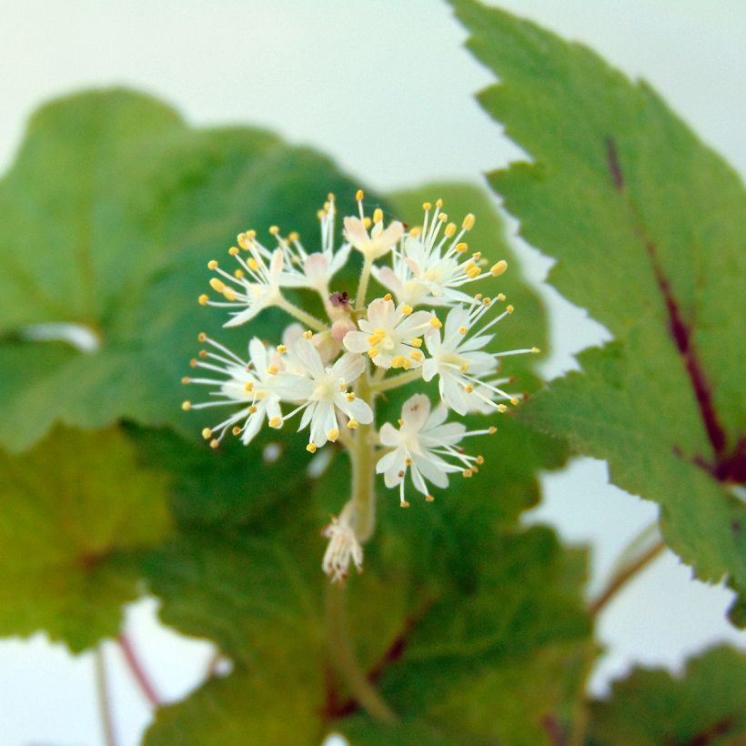 Tiarella Tiger Stripe (Floração)