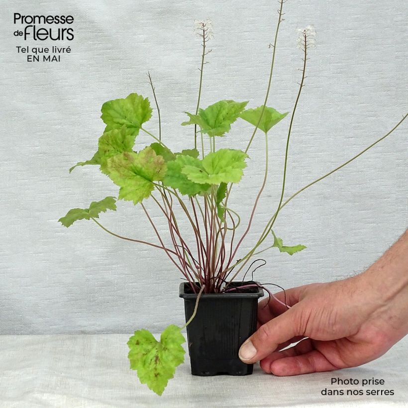 Amostra de Tiarella Tiger Stripe Vaso de 8/9 cm tal como entregue na primavera