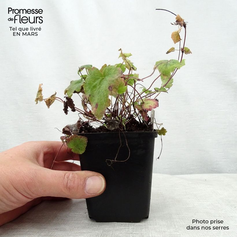 Amostra de Tiarella cordifolia Moorgrun Vaso de 8/9 cm tal como entregue na primavera