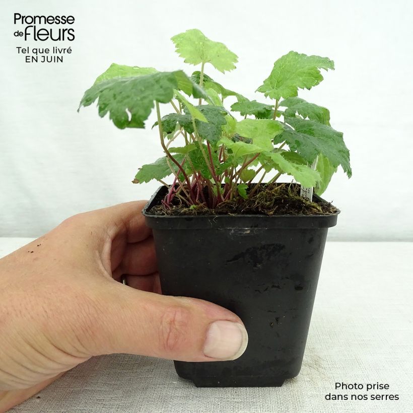Amostra de Tiarella cordifolia Moorgrun Vaso de 8/9 cm tal como entregue no verão