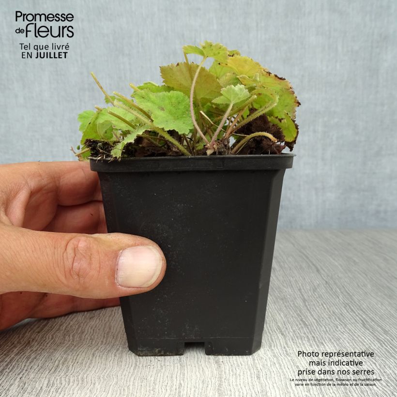 Amostra de Tiarella cordifolia Vaso de 8/9 cm tal como entregue no verão