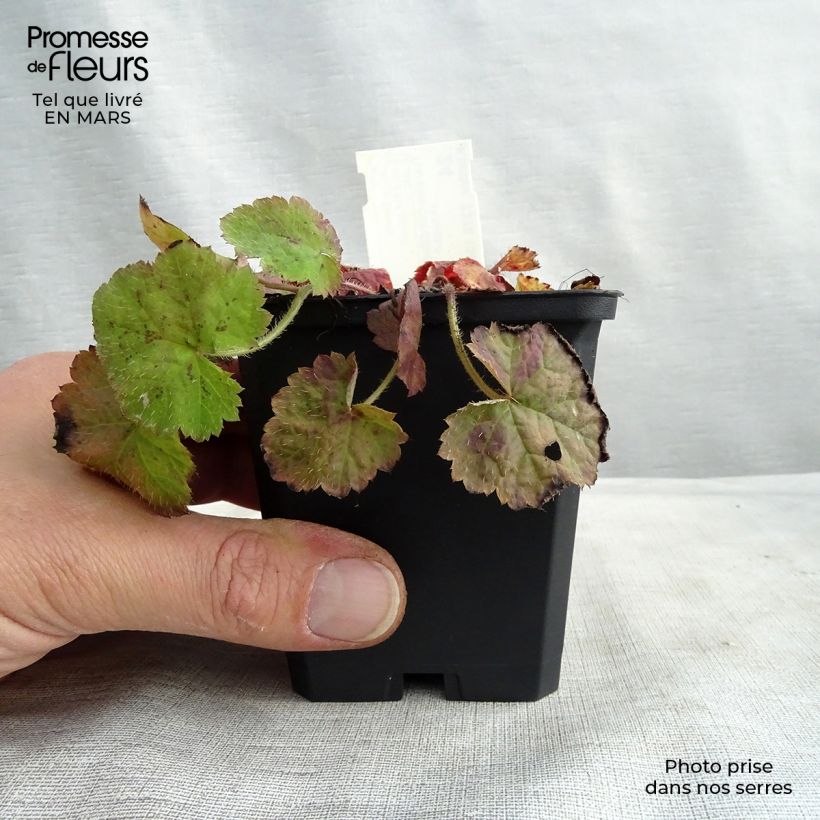 Amostra de Tiarella cordifolia Vaso de 8/9 cm tal como entregue na primavera