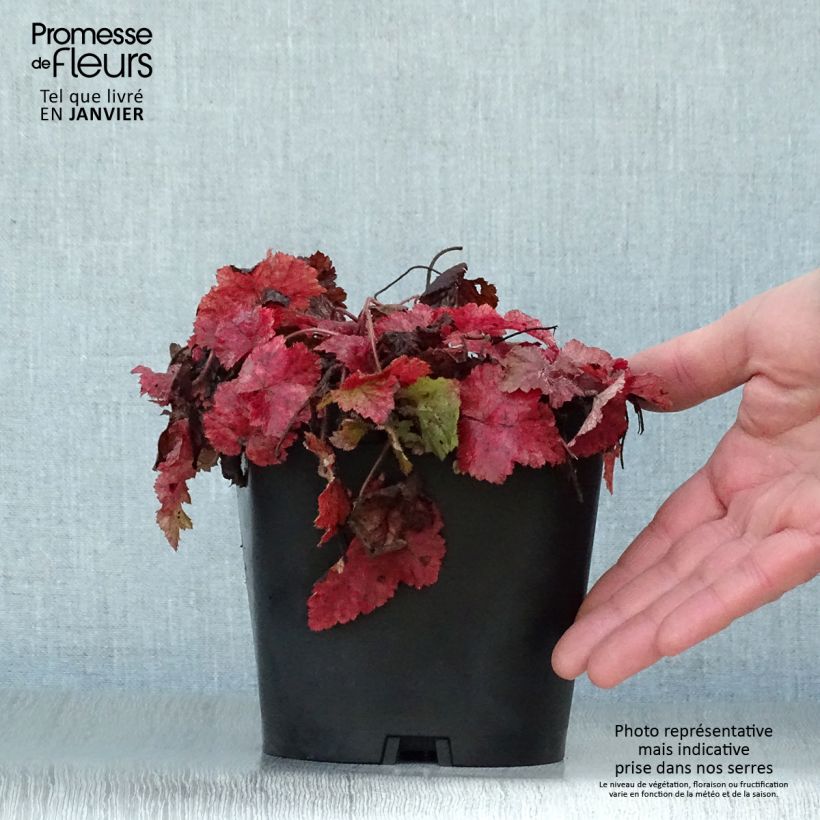 Amostra de Tiarella cordifolia Vaso de 2 L/3 L tal como entregue no inverno