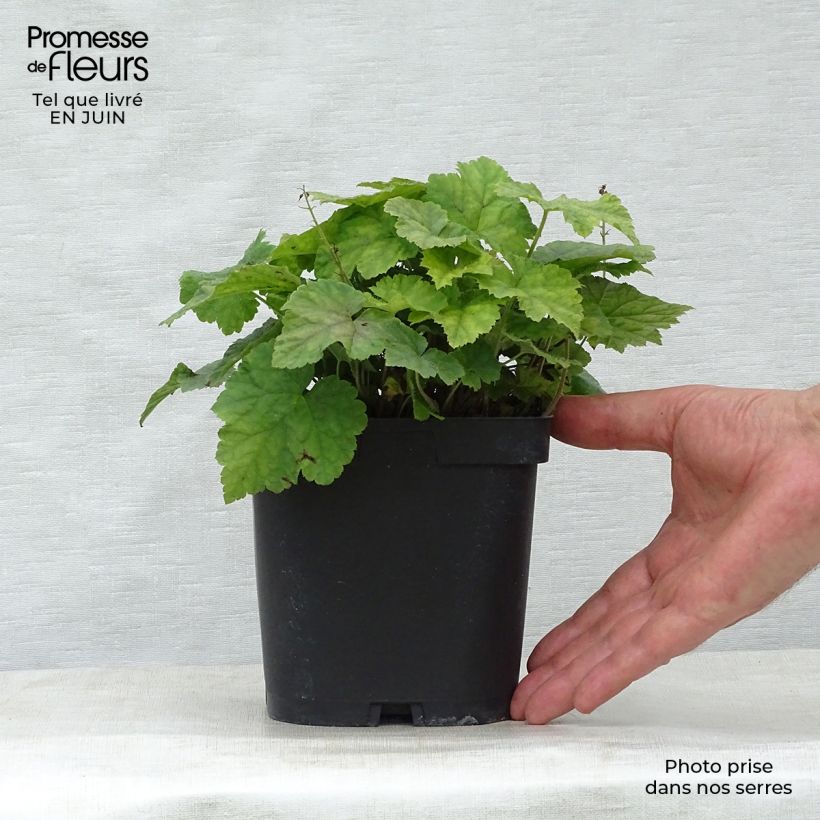 Amostra de Tiarella cordifolia Vaso de 2 L/3 L tal como entregue no verão