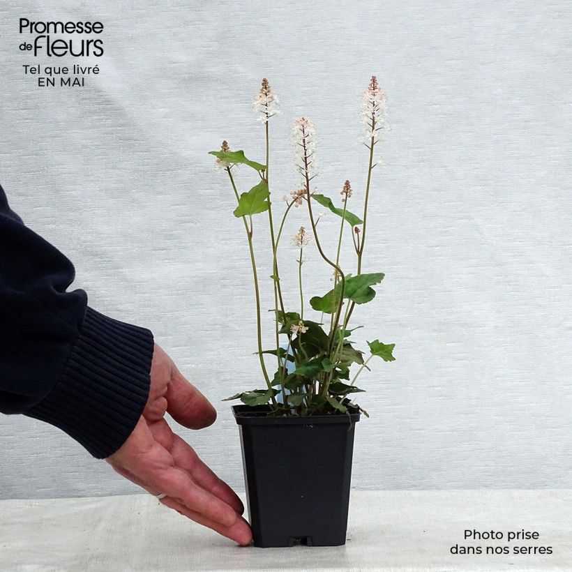 Amostra de Tiarella wherryi Vaso de 8/9 cm tal como entregue na primavera