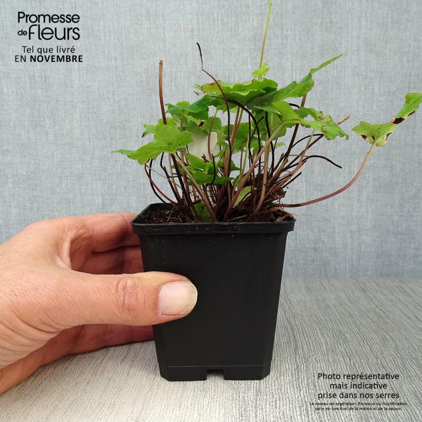 Amostra de Tiarella wherryi Vaso de 8/9 cm tal como entregue no outono