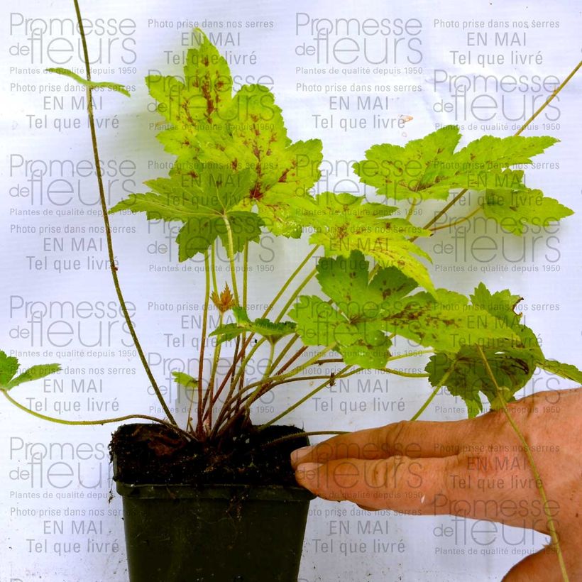Exemplo de amostra de Tiarelle Hybride - Tiarella Ninja Vaso de 8/9 cm tal como entregue