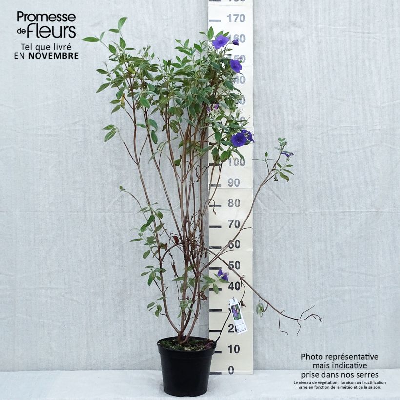 Amostra de Tibouchina semidecandra Vaso de 7,5 L/10 L tal como entregue no outono