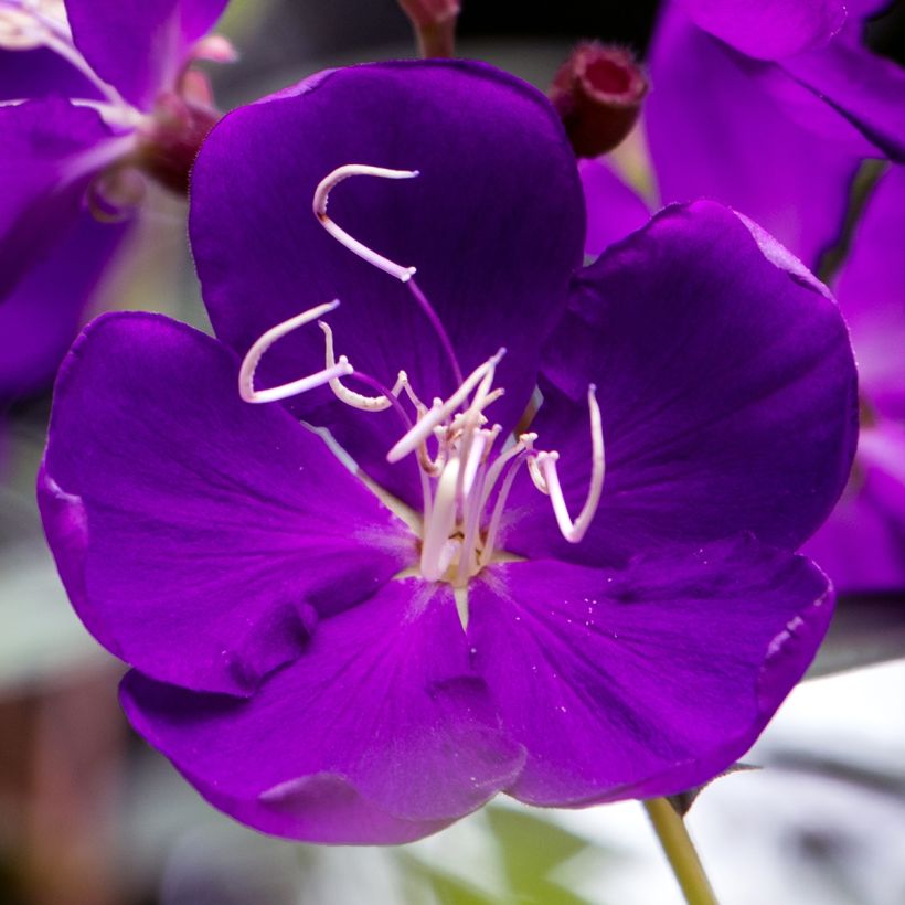 Tibouchina semidecandra (Floração)