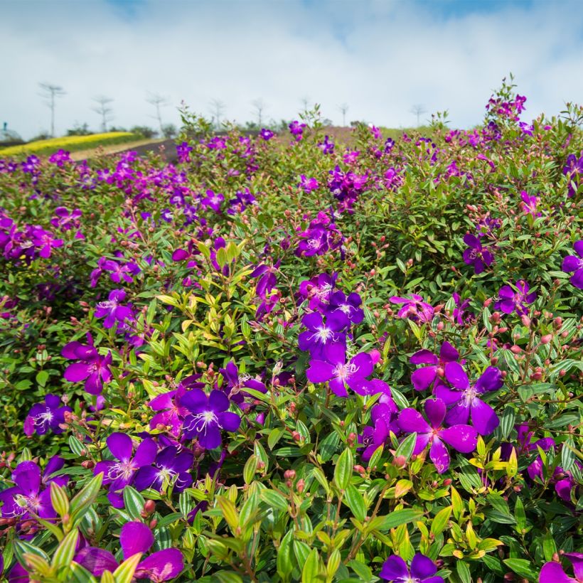 Tibouchina semidecandra (Hábito)