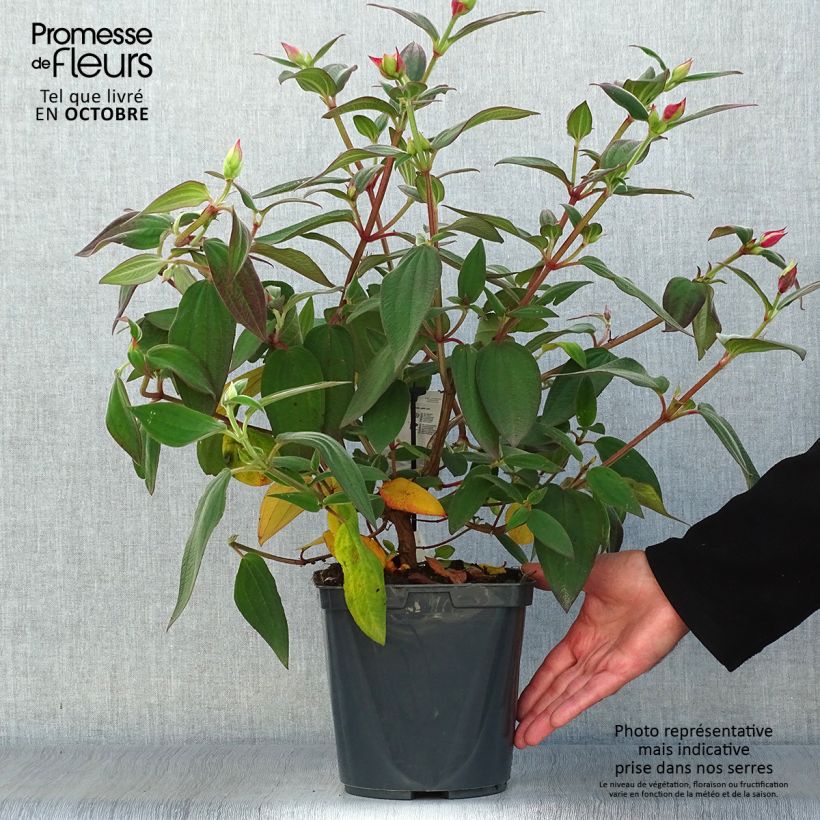 Amostra de Tibouchina urvilleana Vaso de 4 L/5 L tal como entregue no outono