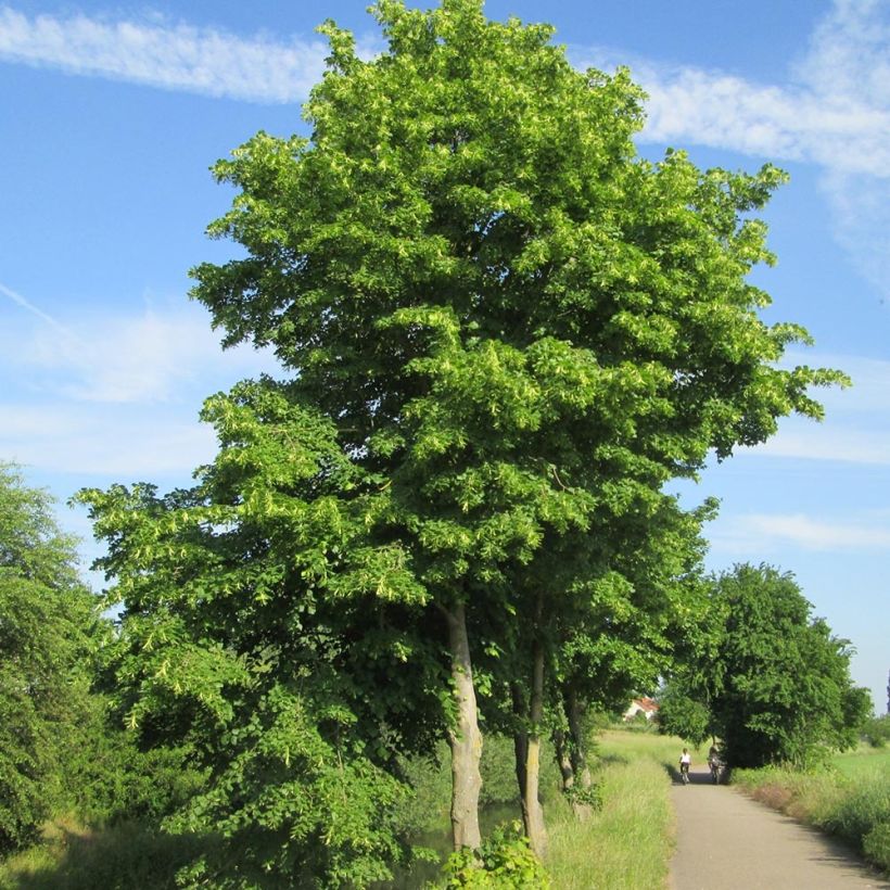 Tilia cordata - Tília-de-folhas-pequenas (Hábito)