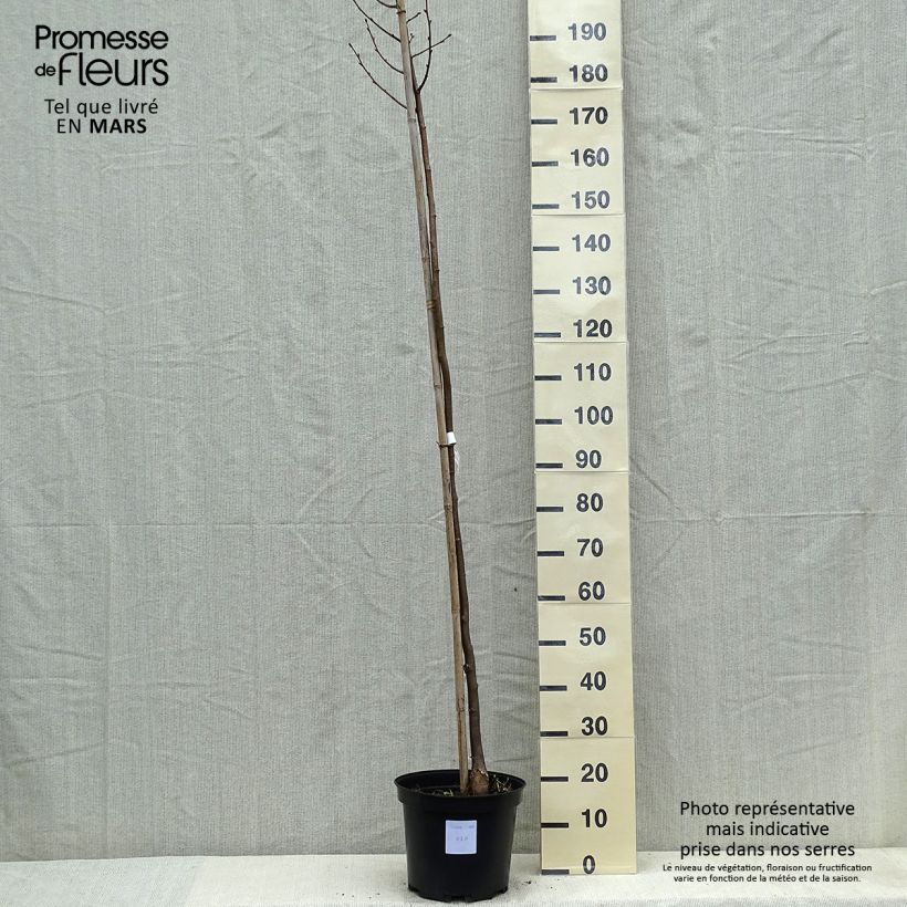 Amostra de Tilia cordata Greenspire Vaso de 7,5 L/10 L tal como entregue na primavera
