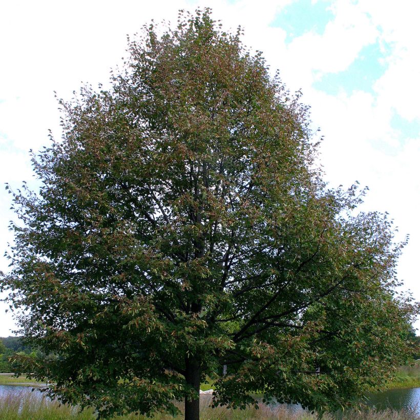 Tilia cordata Greenspire (Hábito)