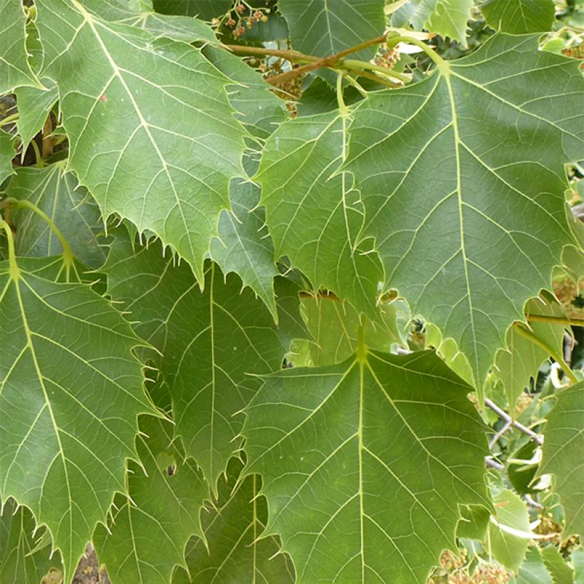 Tilia henryana (Folhagem)