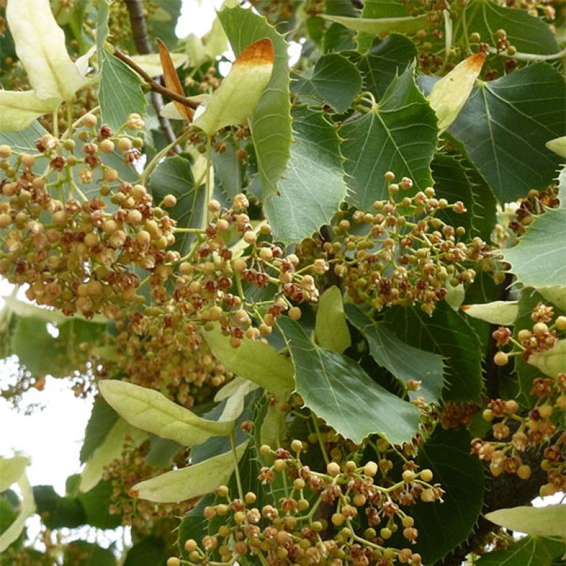 Tilia henryana (Floração)