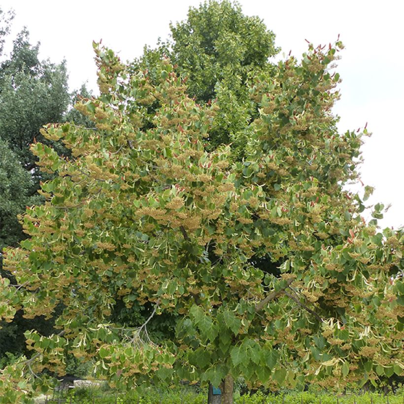 Tilia henryana (Hábito)