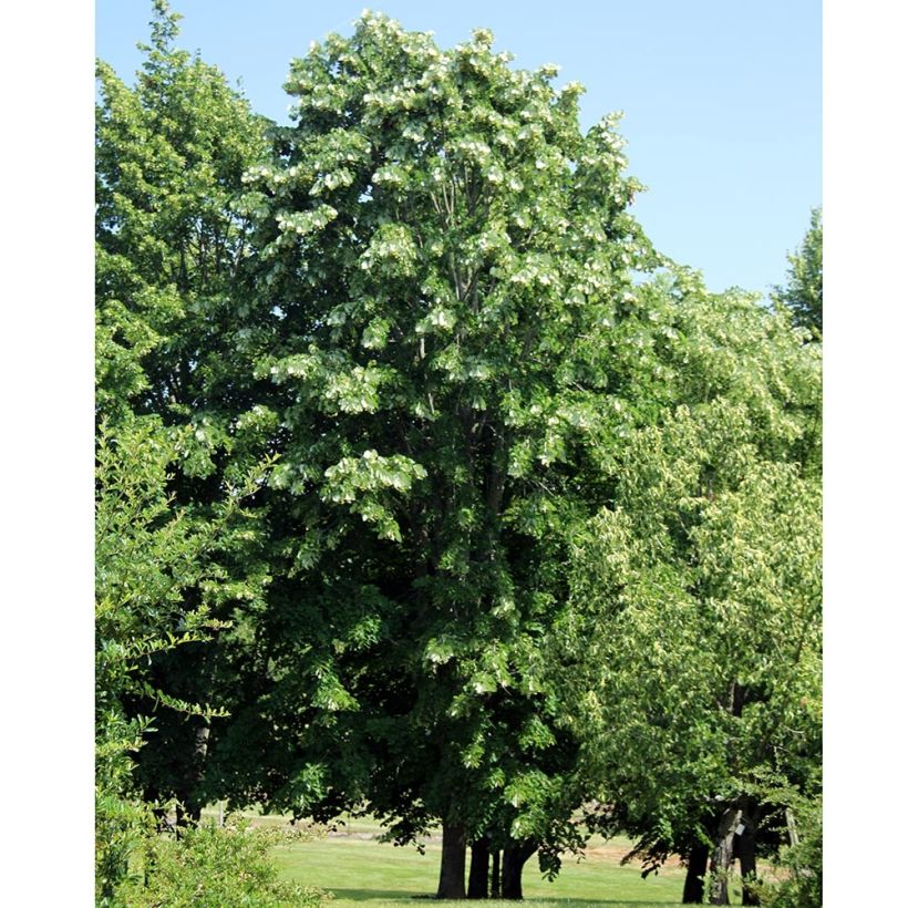 Tilia platyphyllos (Hábito)
