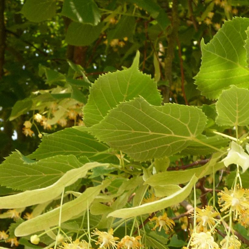 Tilia platyphyllos Rubra (Folhagem)