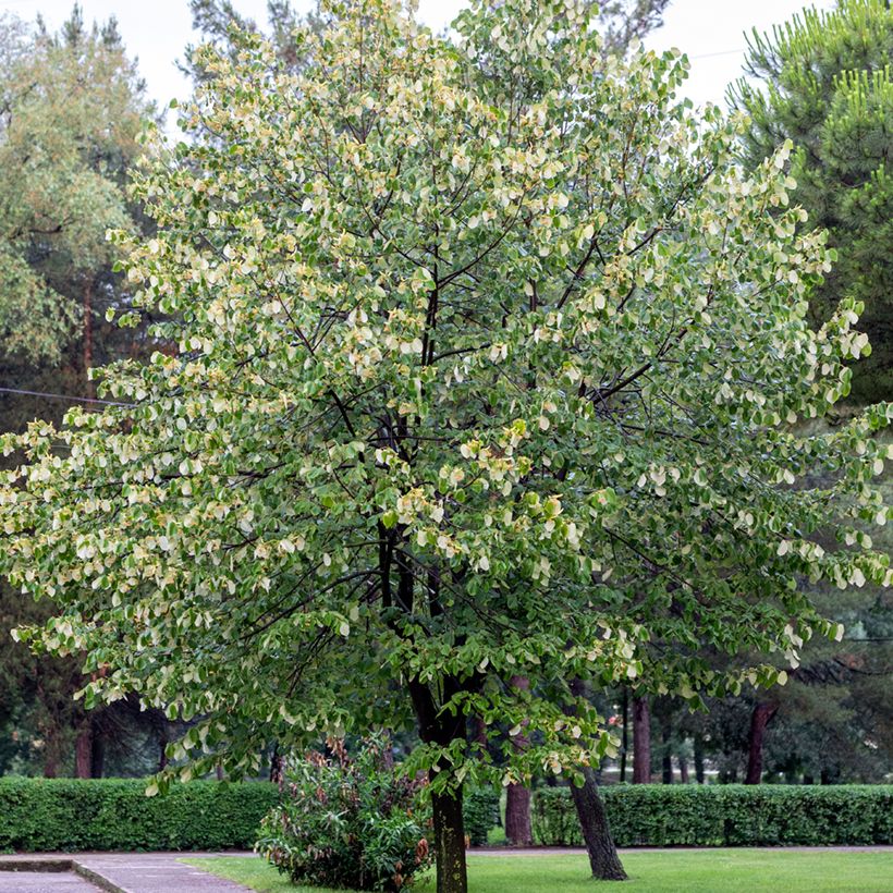 Tilia tomentosa (Hábito)