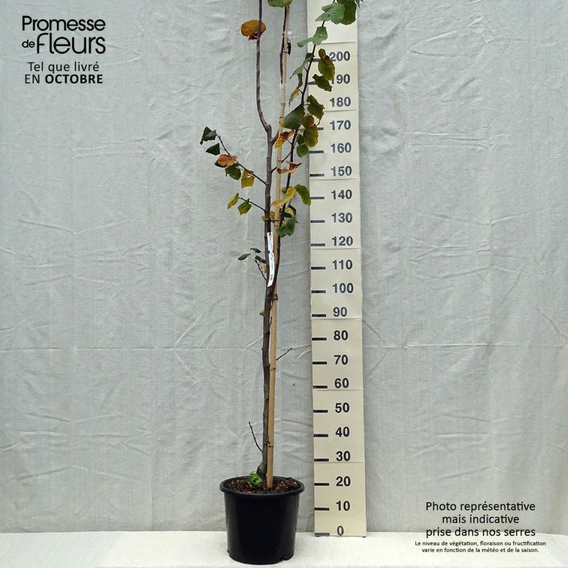 Amostra de Tilia platyphyllos Rubra Vaso de 12 L/15 L, Brasão tal como entregue no outono