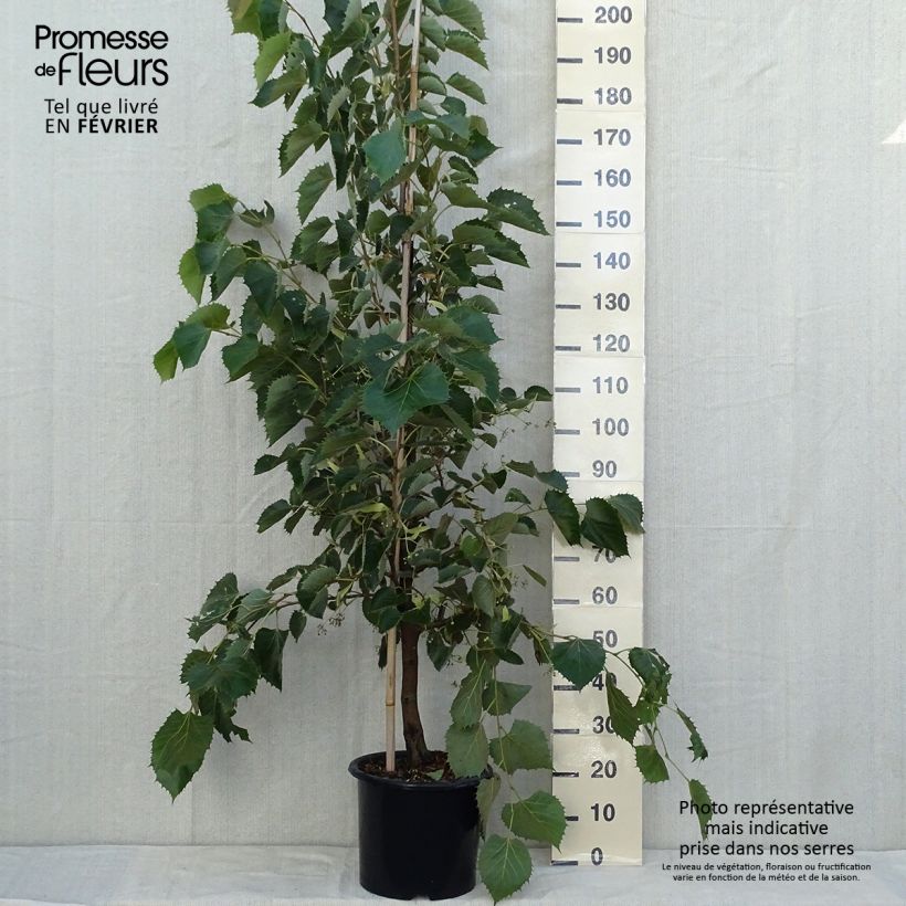 Amostra de Tilia henryana Vaso de 7,5 L/10 L, Brasão tal como entregue no outono