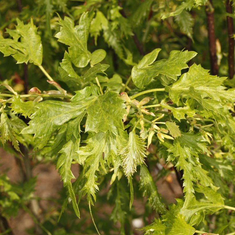 Tilia platyphyllos × euchlora Henryk Eder (Folhagem)