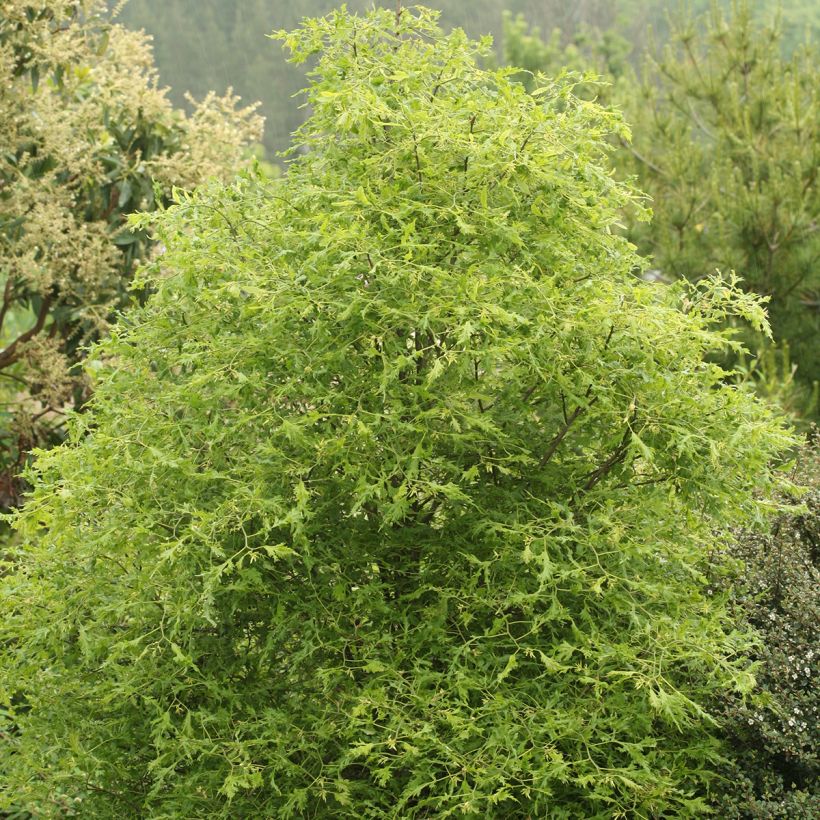 Tilia platyphyllos × euchlora Henryk Eder (Hábito)