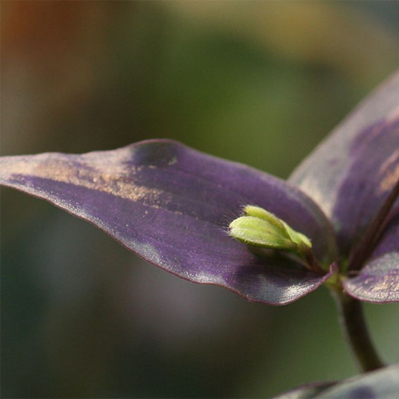 Tinantia pringlei (Folhagem)