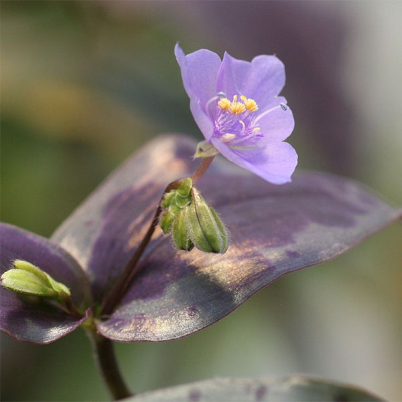 Tinantia pringlei (Floração)