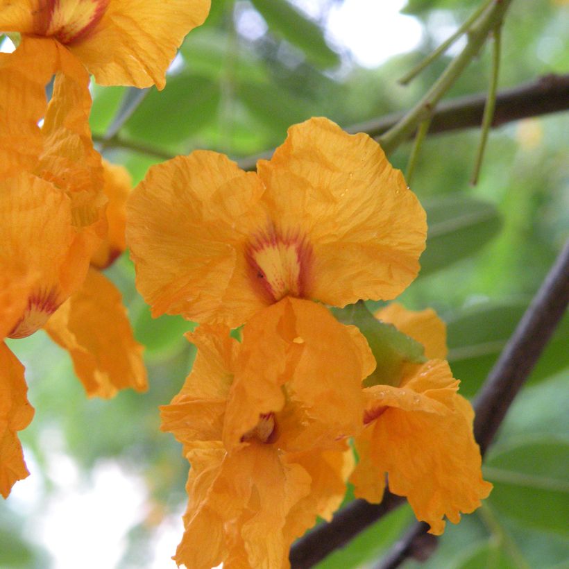 Tipuana tipu (Floração)