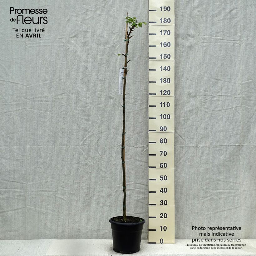 Amostra de Tipuana tipu Vaso de 7,5 L/10 L tal como entregue na primavera