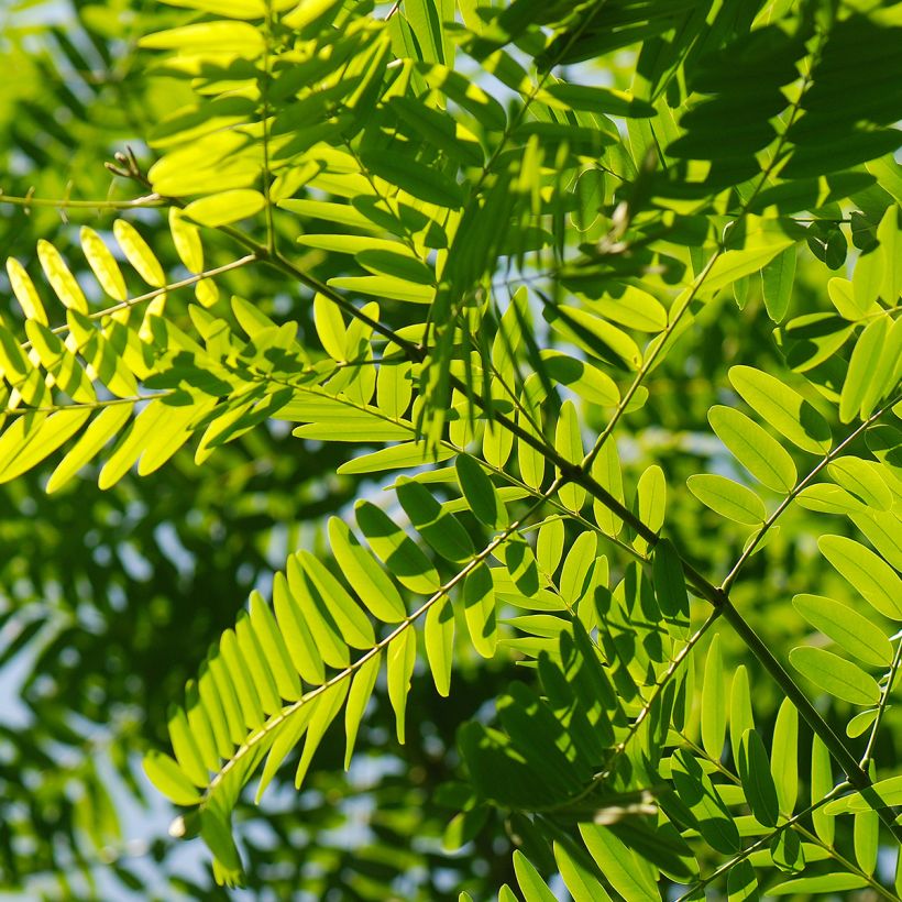 Tipuana tipu (Folhagem)