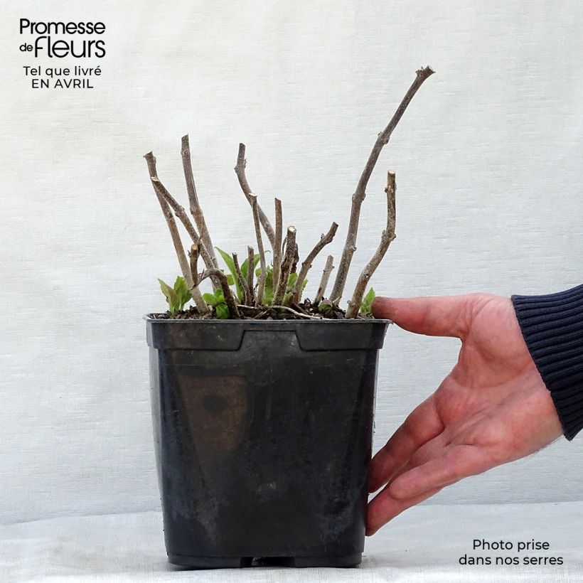 Amostra de Titanotrichum oldhamii Vaso de 2 L/3 L tal como entregue na primavera