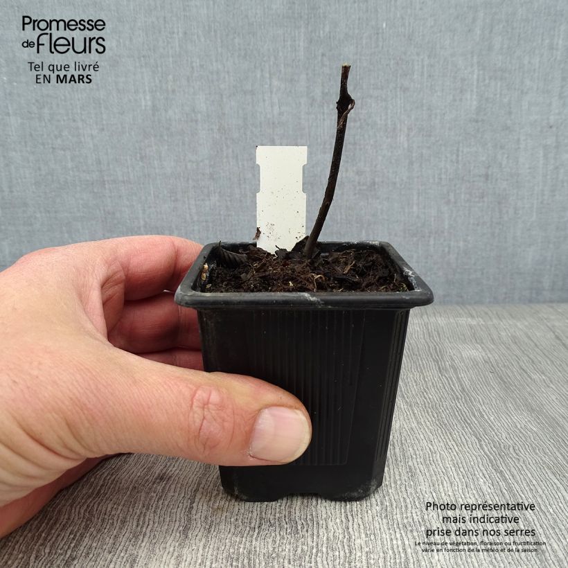 Amostra de Titanotrichum oldhamii Vaso de 8/9 cm tal como entregue no inverno