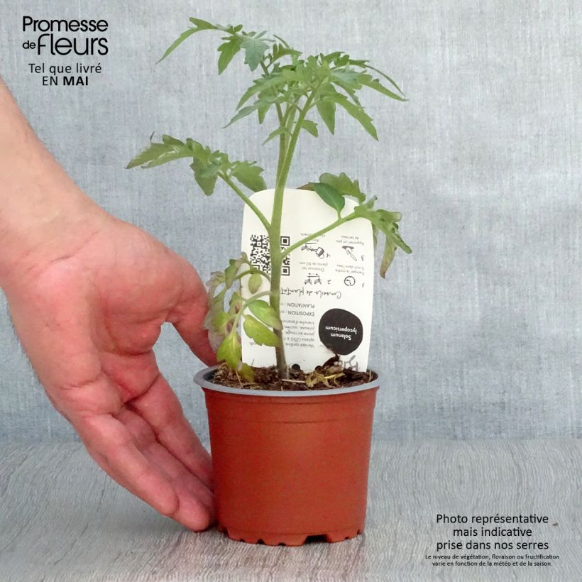 Amostra de Tomate Ananas BIO Pot de 10 cm/11cm tal como entregue na primavera