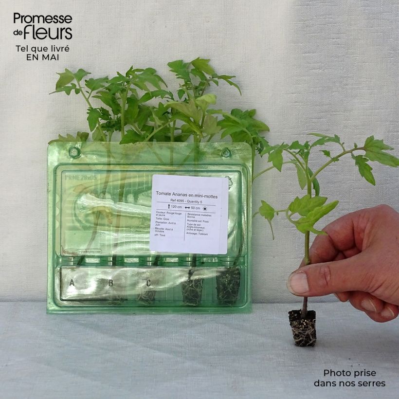 Amostra de Tomate Ananas en plants Mini-torrão Ø 3/4 cm tal como entregue na primavera