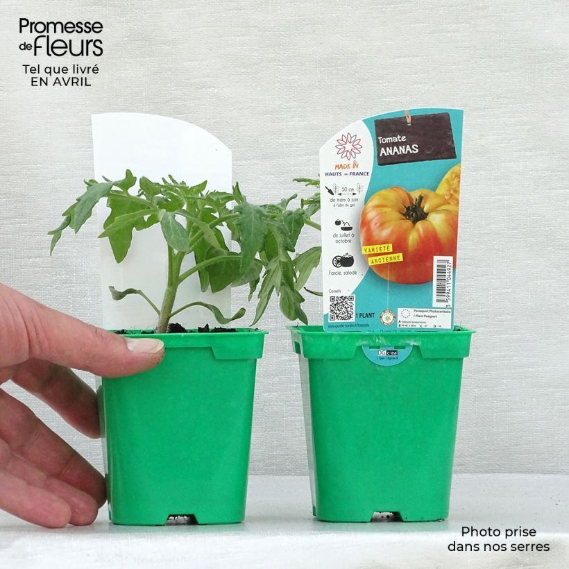Amostra de Tomate Ananas en plants Vaso de 10 cm/11 cm tal como entregue na primavera